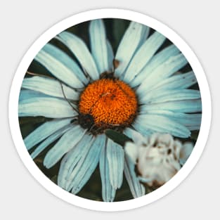 Daisy Flower Grunge Photograph Sticker